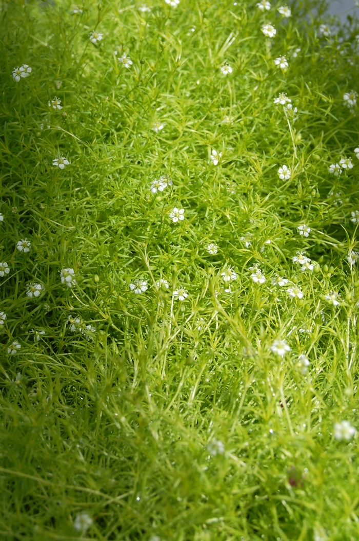 Sagina subulata 'Lime Moss' Pearlwort | Garden Center Marketing