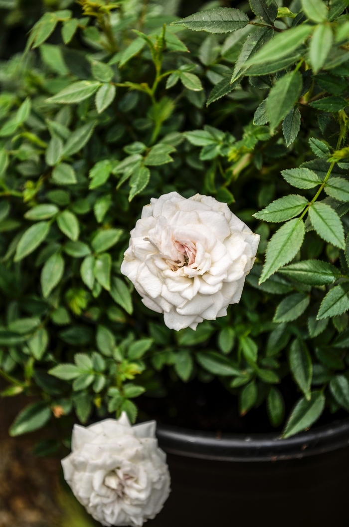Rosa Garden Treasures™ 'True Pearl™;' (060147)