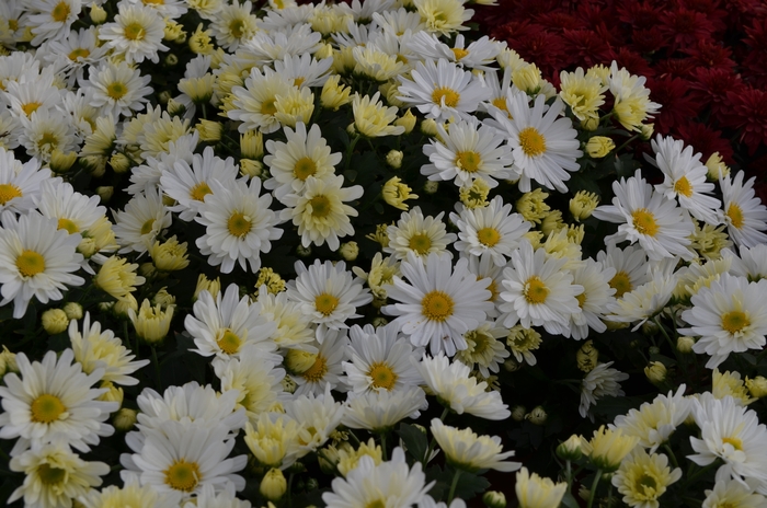 Chrysanthemum x morifolium 'White' (060384)