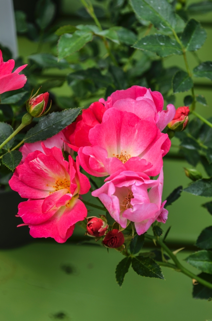 Rosa 'Pink Drift®' (060516)