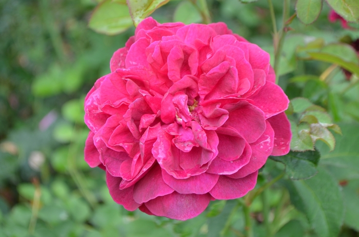 Rosa 'Darcey Bussell' (061680)