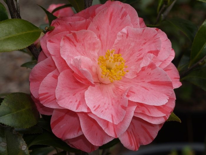Camellia japonica 'Lady Laura' (061692)