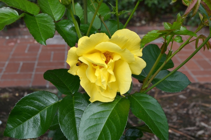 Rosa Kolorscape® 'Lemon Fizz™' (061830)