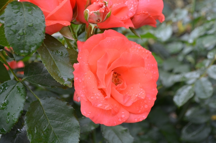 Rosa 'Orangeade' (061841)
