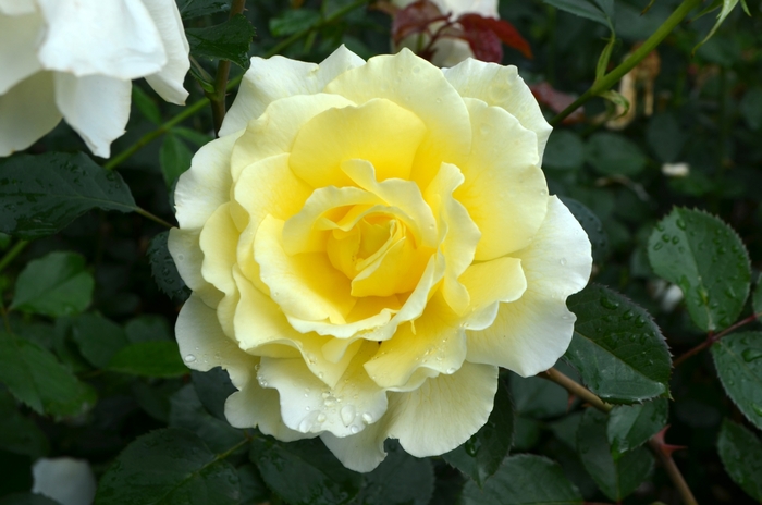 Rosa 'White Licorice™' (061885)