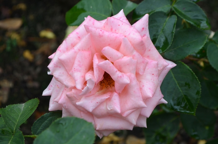 Rosa 'Morden Centennial' (061905)
