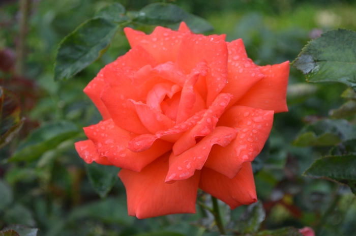 Rosa 'Tropicana' Rose | Garden Center Marketing