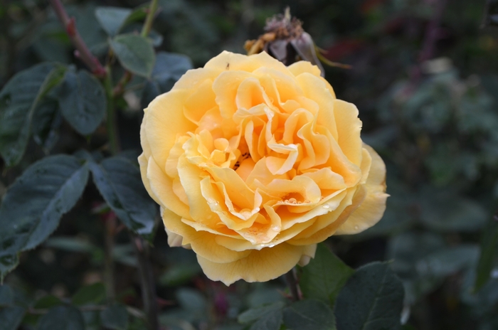 Rosa 'Ch-Ching' (062211)