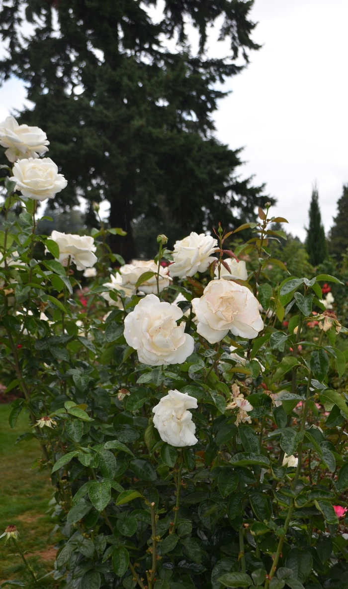 Rosa 'Home and Family' (062226)