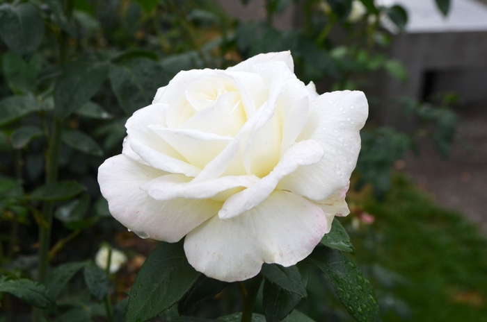 Sugar Moon Hybrid Tea Rose