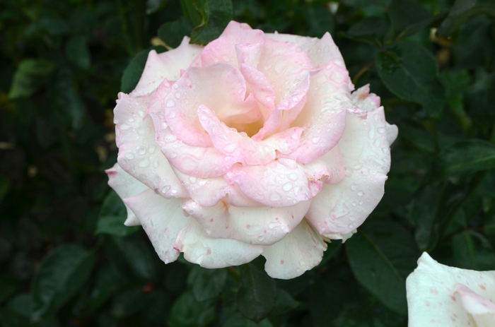 Rosa 'Pink Promise' (062357)