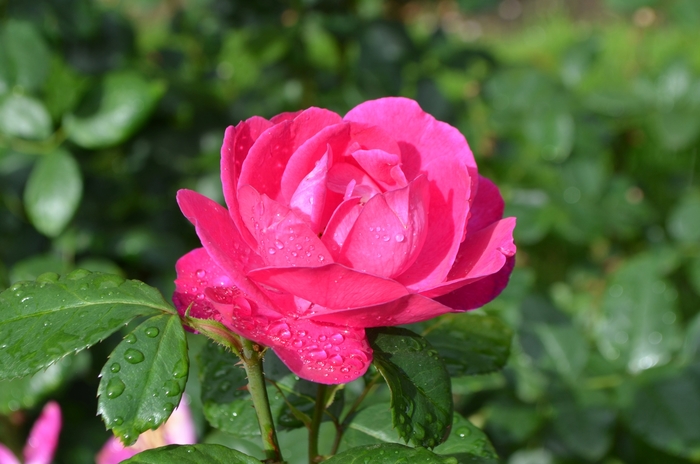 Rosa 'Purple Heart' (062360)