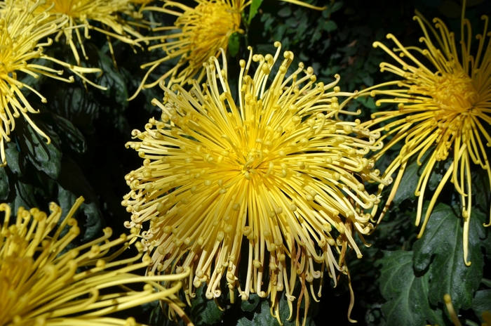 Chrysanthemum x morifolium 'Kishinonishi' (062552)