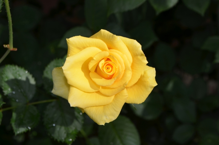 Rosa 'Gran Dorado' (062576)