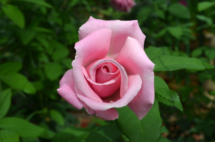 Rosa 'Memorial Day™' (062594)