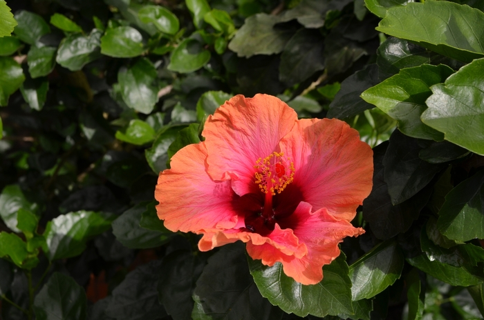 Hibiscus rosa-sinensis Bahama Bay™ 'Erin Rachel' (062642)