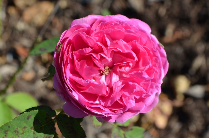 Rosa 'La Reine Victoria' (062664)