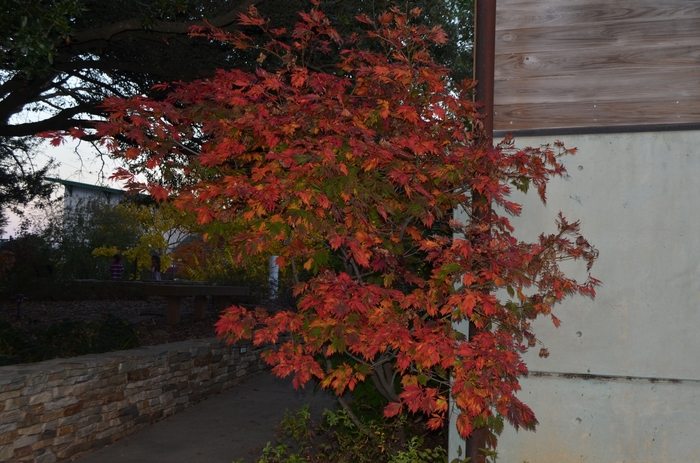 Acer japonicum 'Filicifolium' (062748)