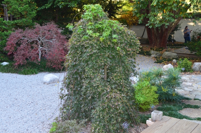 Acer palmatum 'Ryusen' (062805)