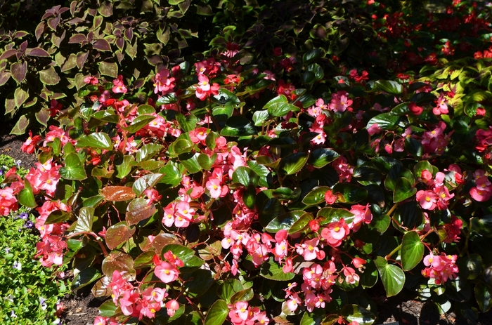 Begonia benariensis Surefire®: 'Rose' (062917)