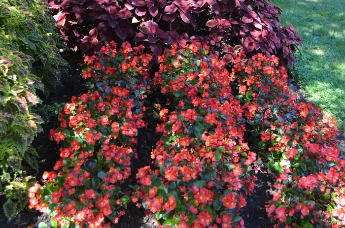 Begonia x semperflorens-cultorum 'Yang Red' (062923)