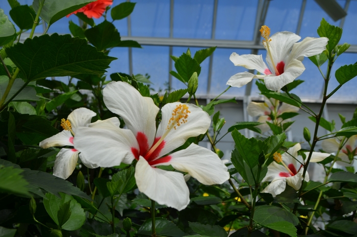 Hibiscus rosa-sinensis 'White Wings' (063031)