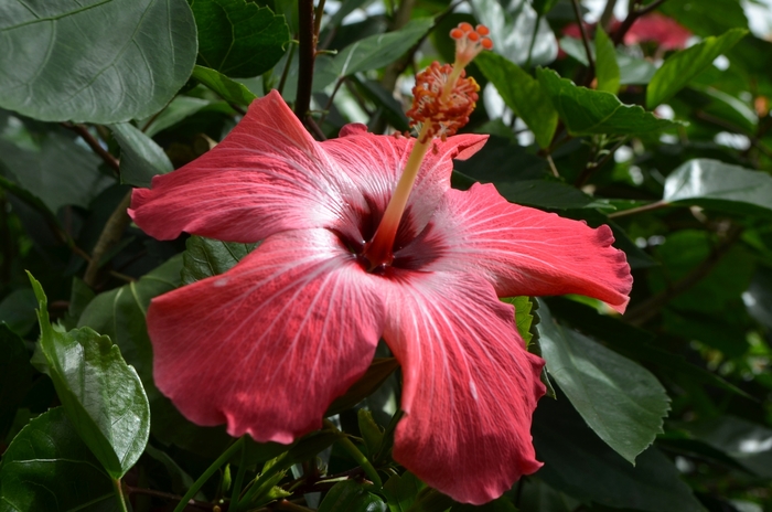 Hibiscus rosa-sinensis 'Painted Lady' (063034)