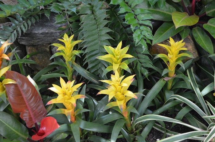 Guzmania 'Marjan' Bromeliad from Garden Center Marketing