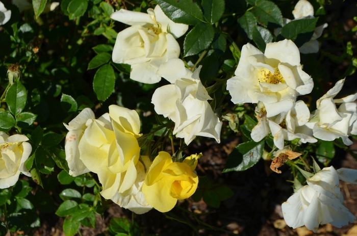 Rosa Thrive!® 'Lemon' (063057)