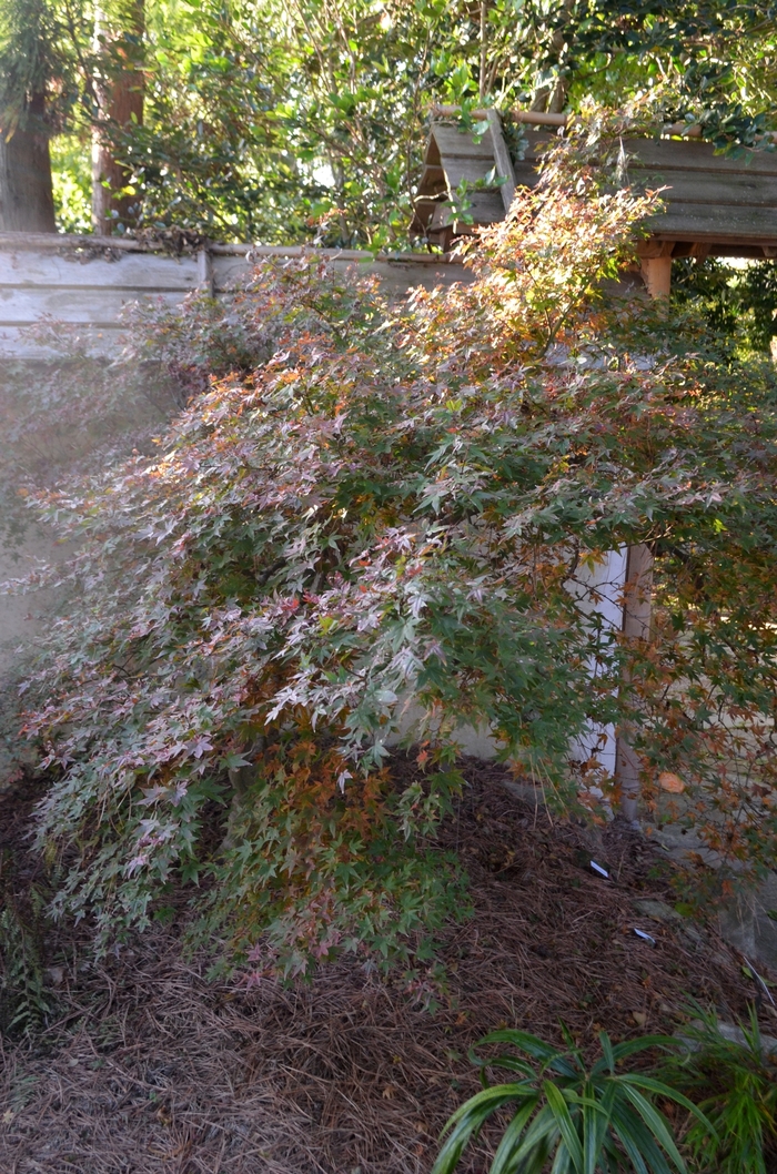 Acer palmatum 'Corallinum' (063130)