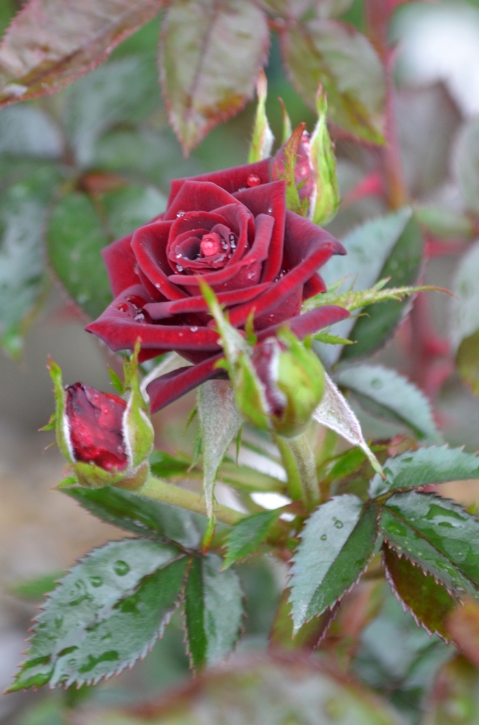 Rosa 'Black Jade' (063737)