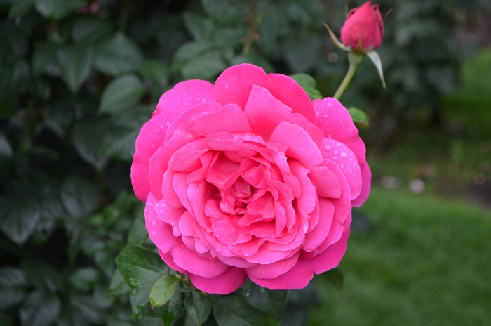 Rosa 'Grande Dame' (063752)