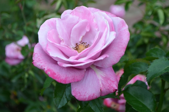 Heirloom  Hybrid Tea Rose