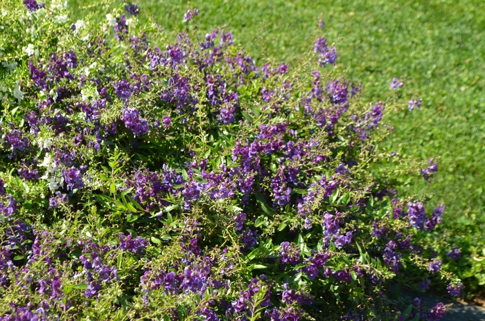 Angelonia angustifolia Angelmist™ 'Dark Purple' (063892)