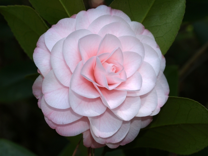 Camellia japonica 'Adalyn' (064771)