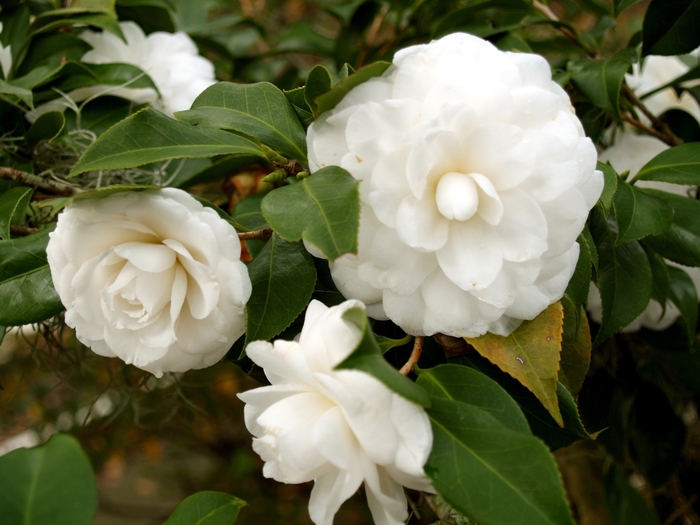 Camellia japonica 'Alba Plena' (064774)
