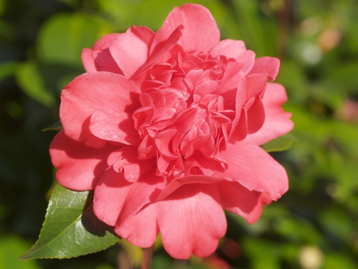 Camellia japonica 'Aunt Jetty' (064777)