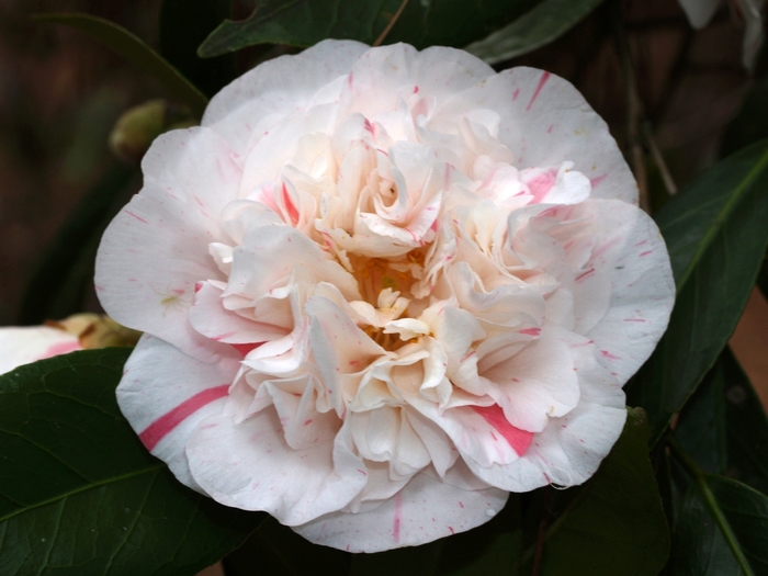 Camellia japonica 'Aspasia Macarthur' (064965)