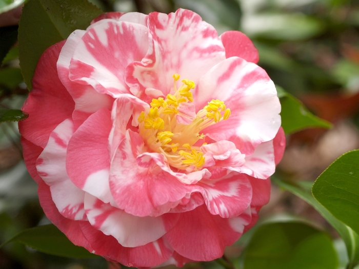 Camellia japonica 'Bart Colbert Variegated' (065011)