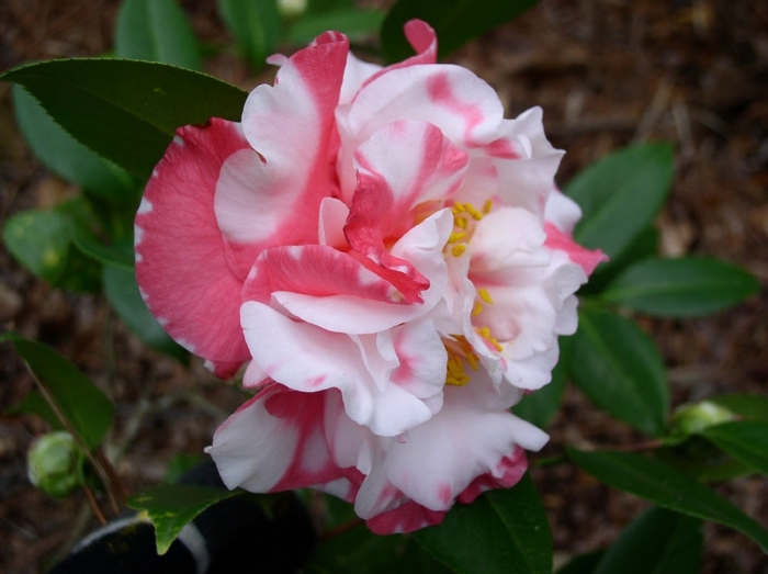 Camellia japonica 'Betty Sheffield' (065015)