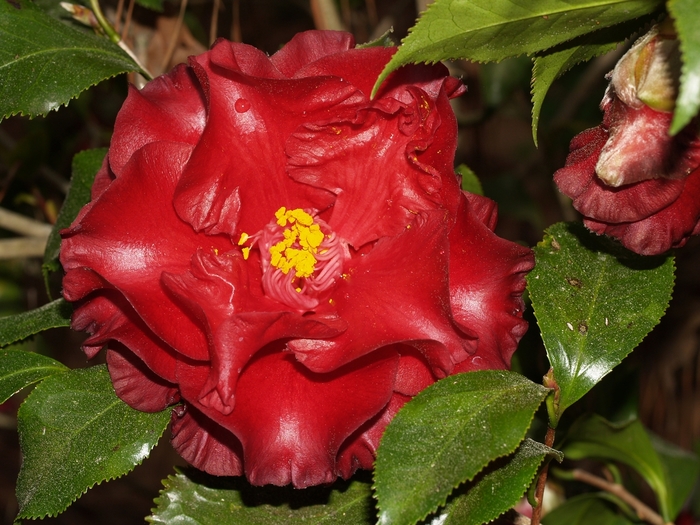 Camellia japonica 'Black Magic' (065031)
