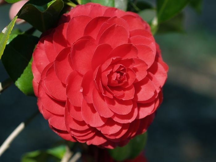 Camellia japonica 'Black Tie' (065032)