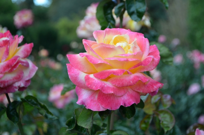 Rosa 'Love & Peace®' (065151)