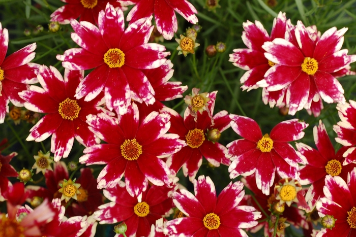 Coreopsis Jewel™ 'Ruby Frost' (065648)
