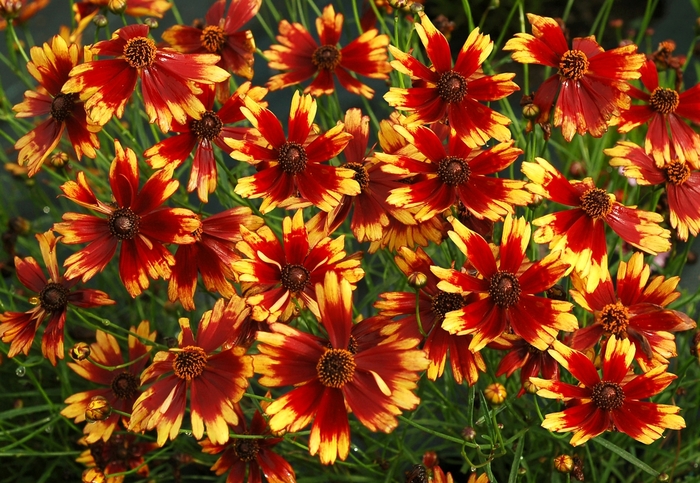 Coreopsis 'Summer Punch' (065662)