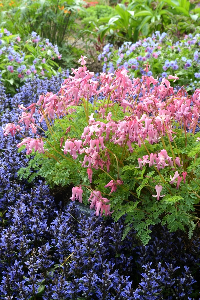 Dicentra Amore™ 'Pink' (065708)
