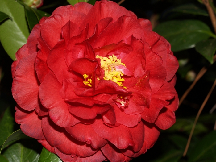 Camellia japonica 'Bobby Fain' (065778)