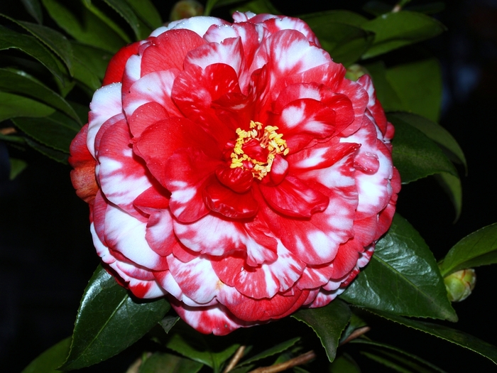 Camellia japonica 'Bobby Fain Variegated' (065779)