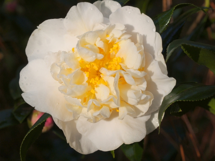 Camellia japonica 'Brushfield's Yellow' (065781)
