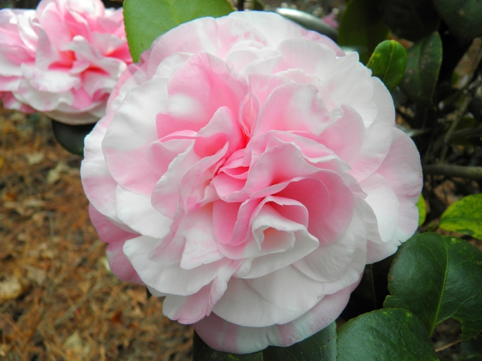 Camellia japonica 'Frankie Winn Variegated' (065783)